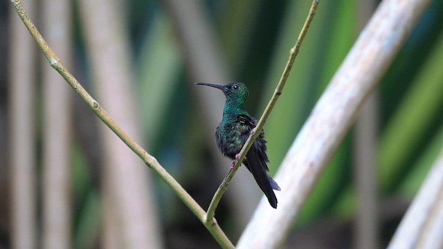 Colibrí Patirrojo - ML613886595