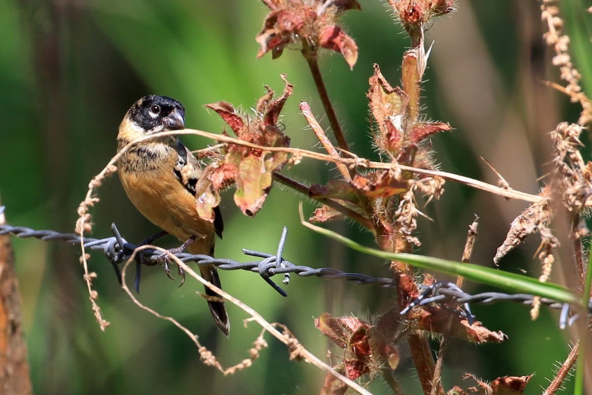 Morelet's Seedeater - ML613886643