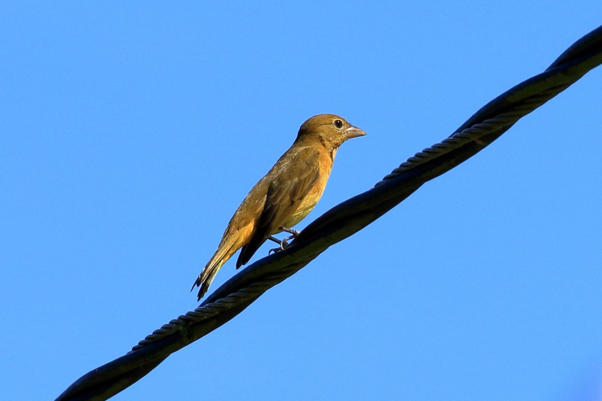 Summer Tanager - ML613886648