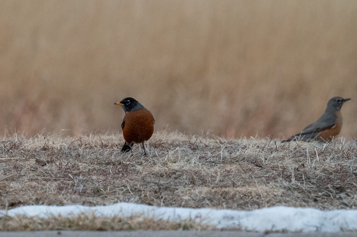 American Robin - ML613886652