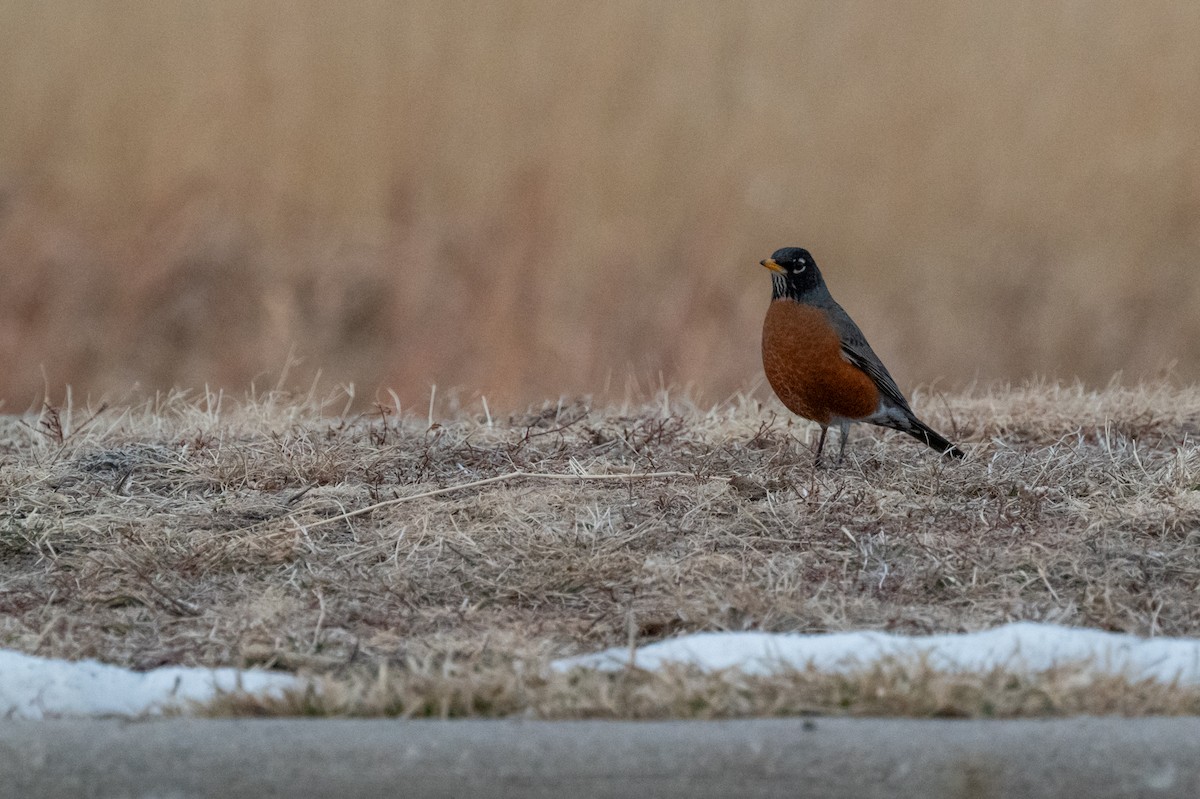 American Robin - ML613886665