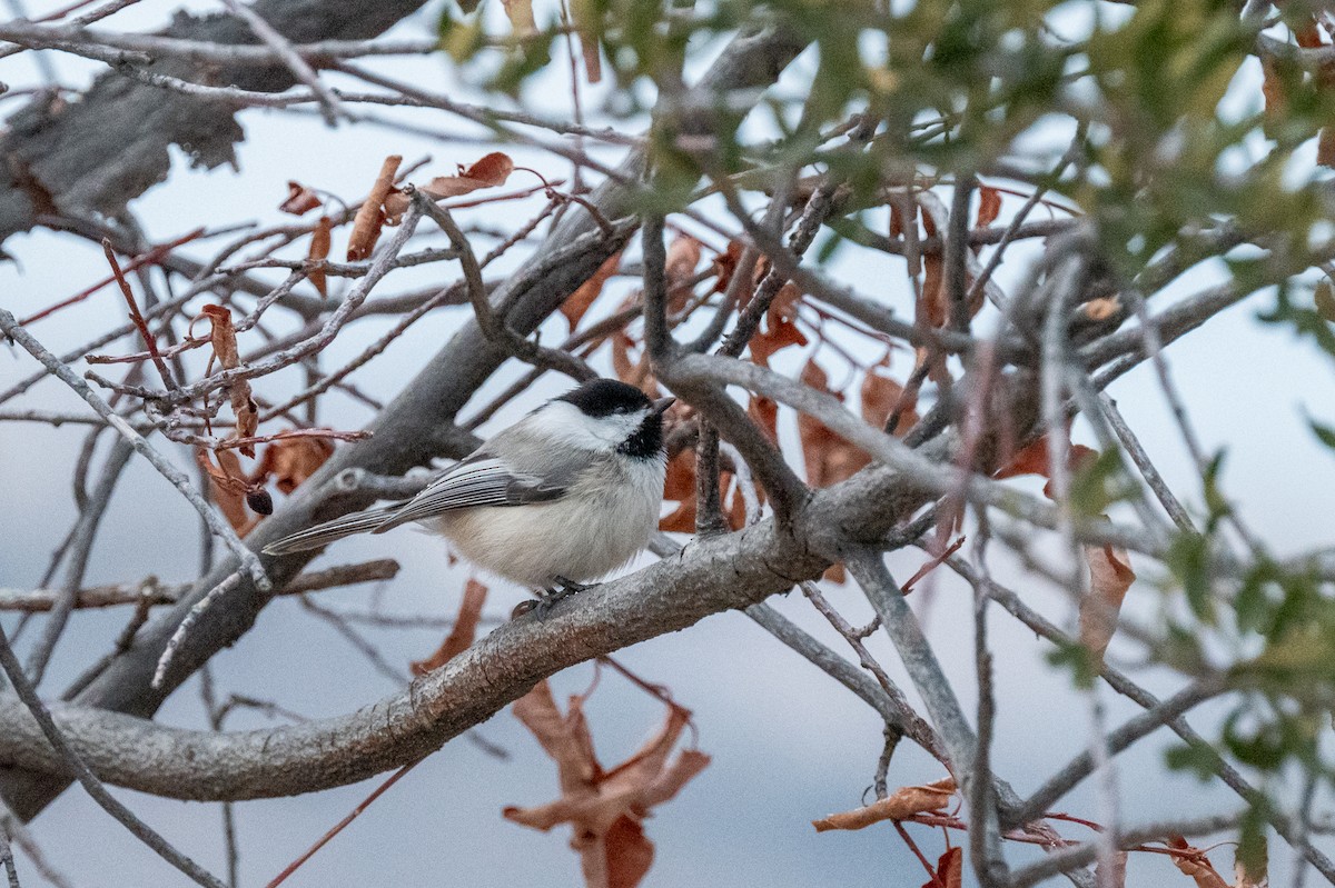 Mésange à tête noire - ML613886671