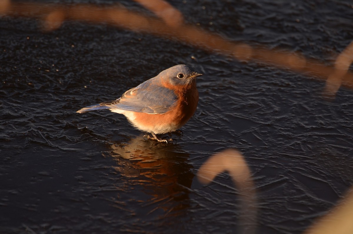 Eastern Bluebird - ML613886702