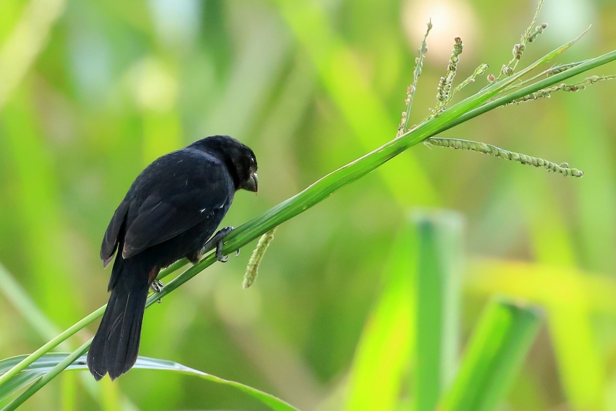 Variable Seedeater - ML613886727