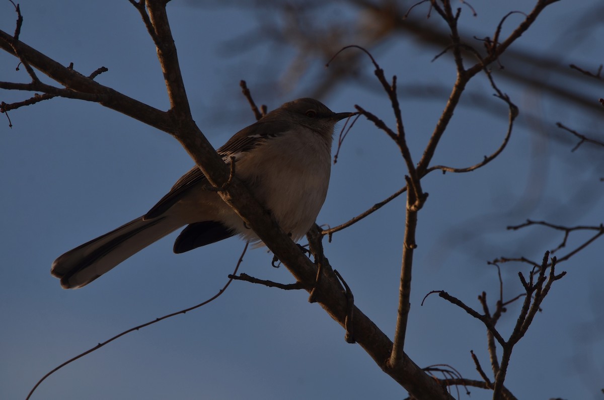 Northern Mockingbird - ML613886737