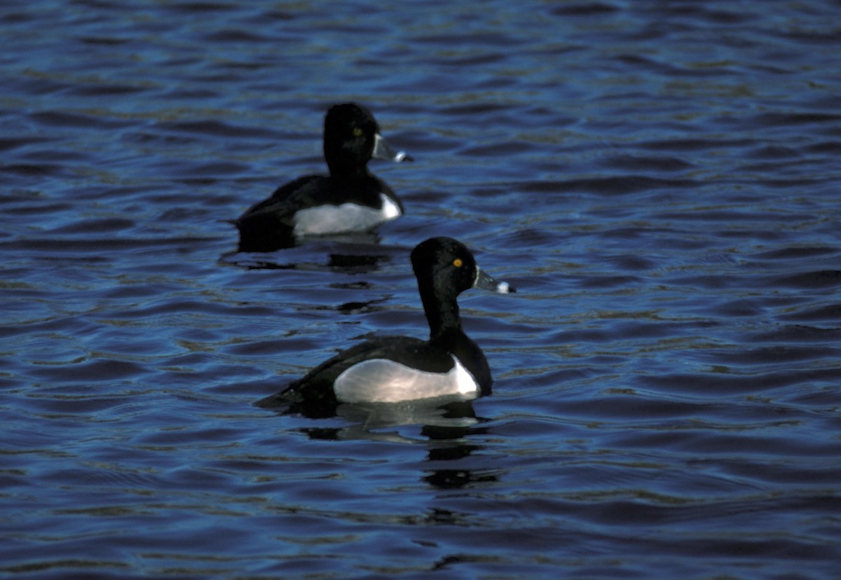 Halkalı Patka - ML613886804