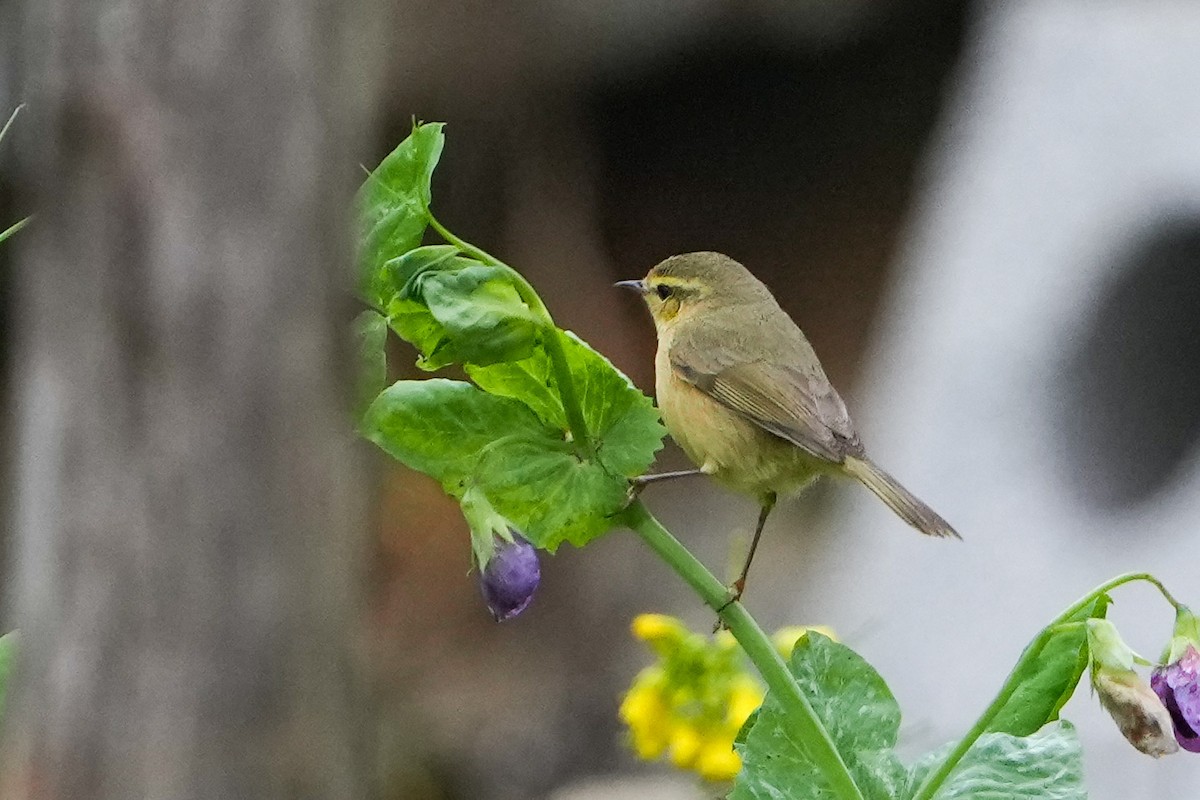 Tickell's Leaf Warbler (Alpine) - Qiuhan Zhang