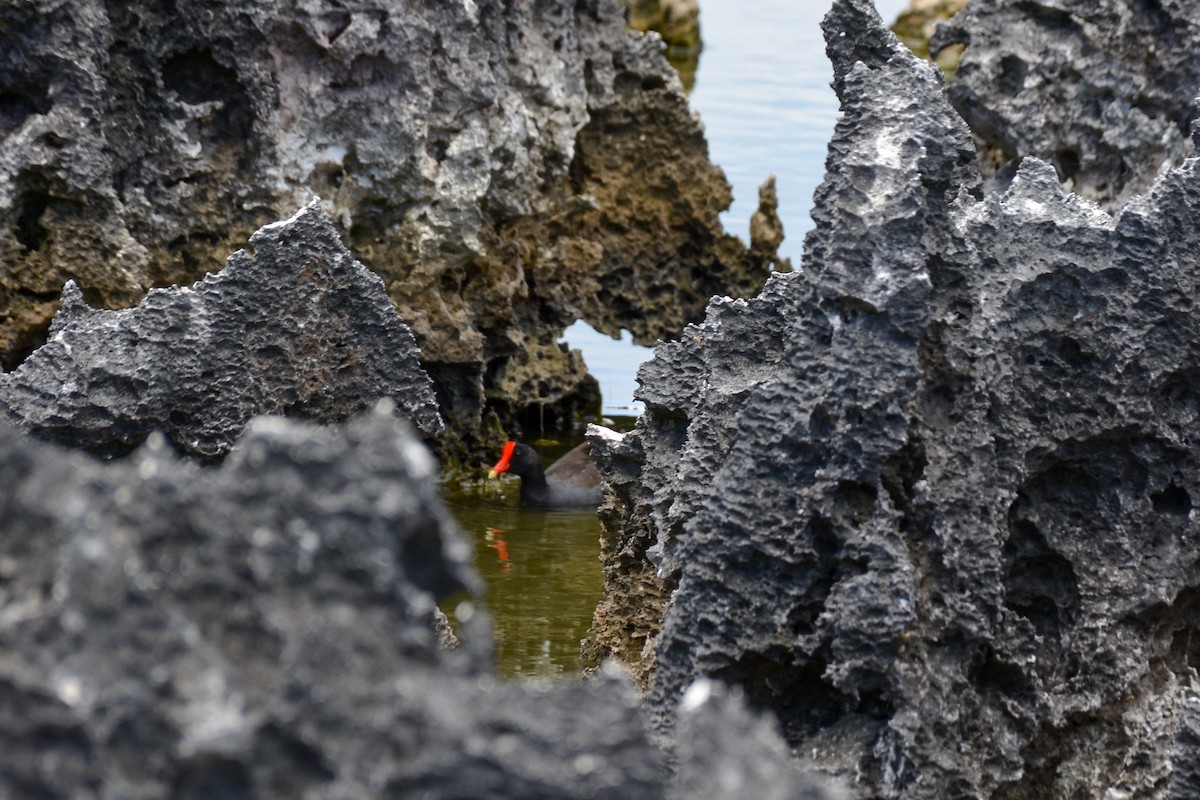 Common Gallinule - ML613886853