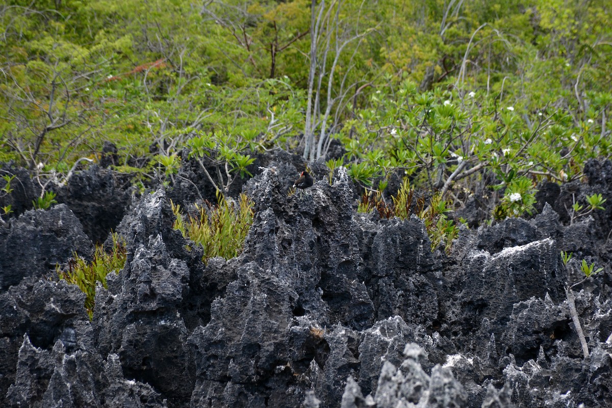 Common Gallinule - ML613886855