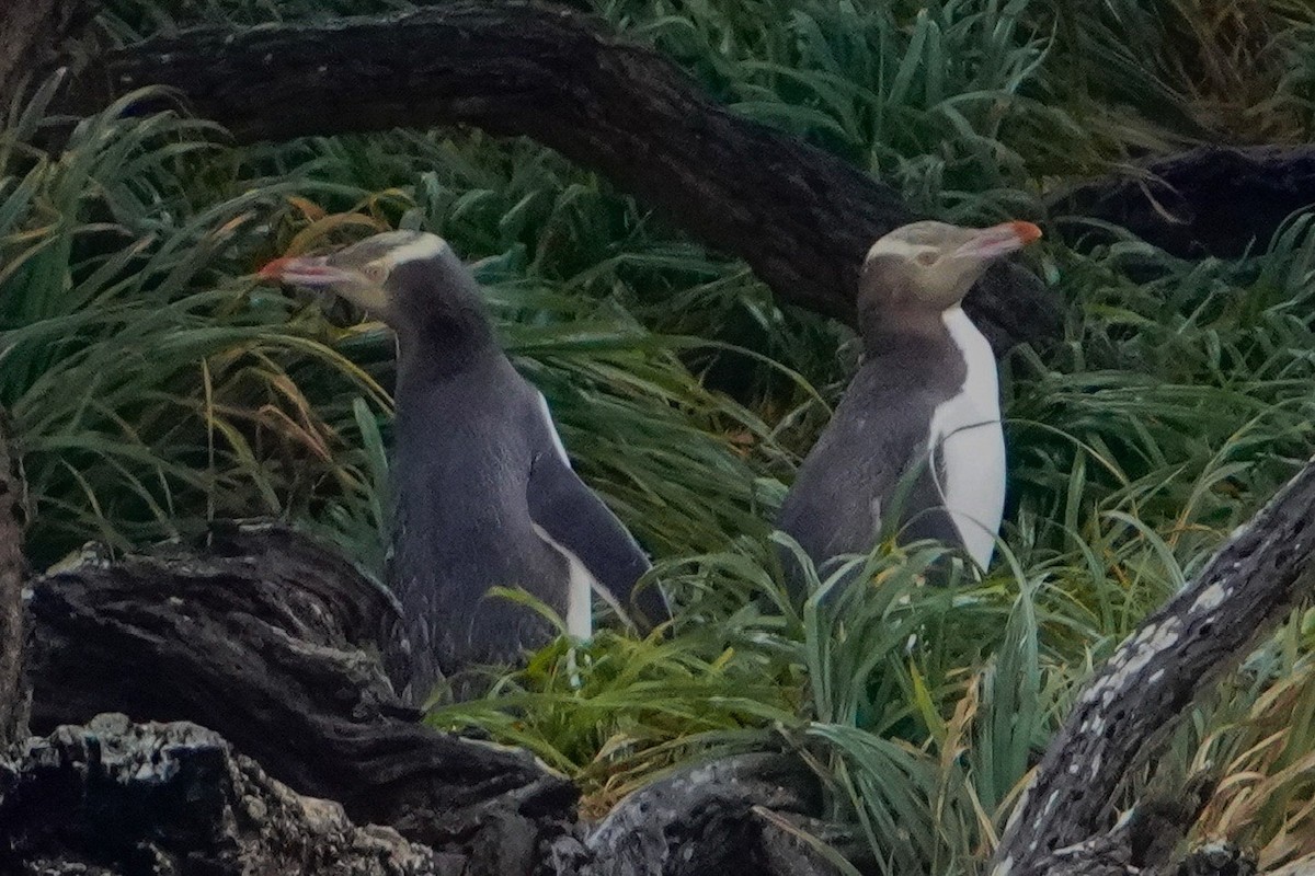 Yellow-eyed Penguin - ML613886871