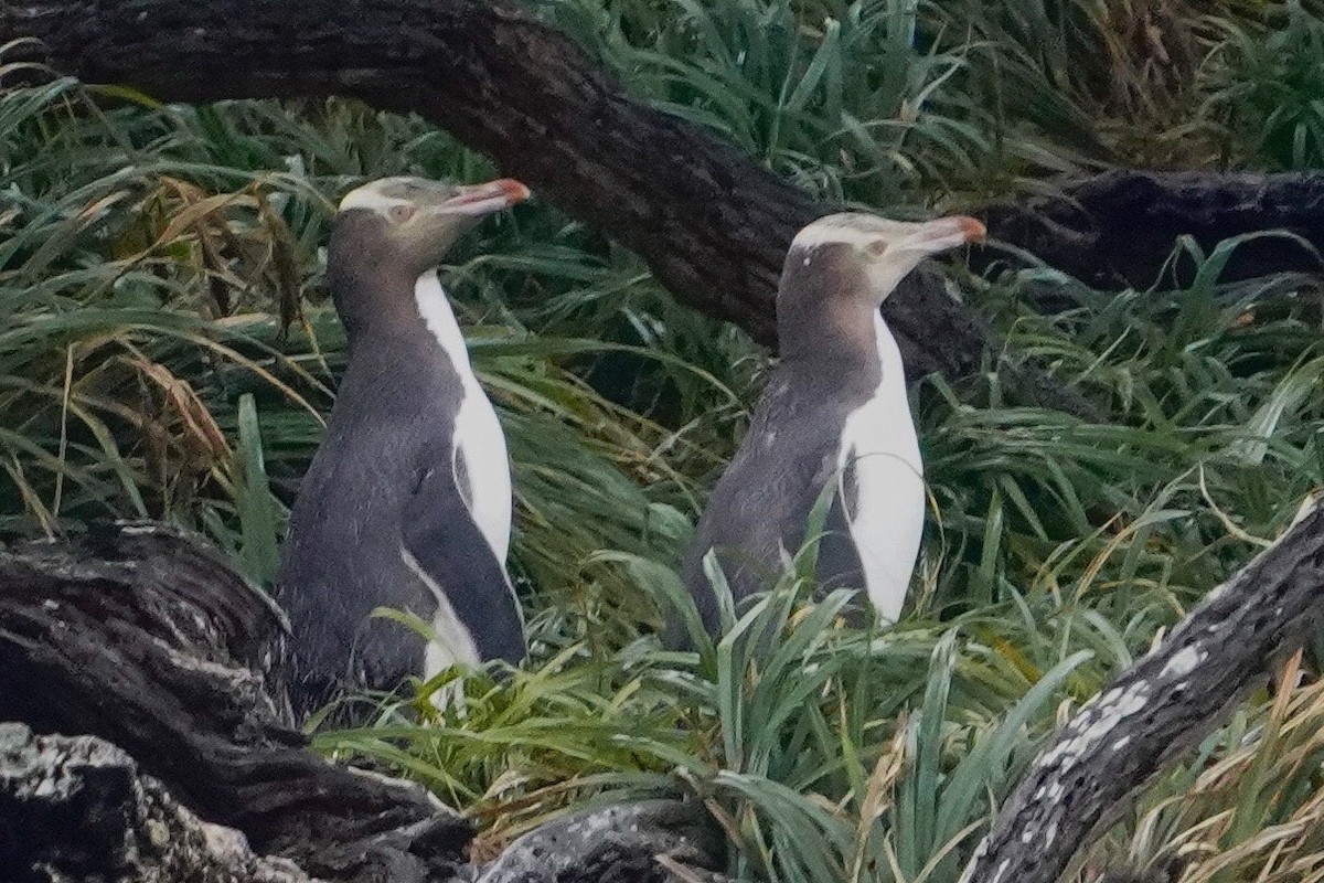 Yellow-eyed Penguin - ML613886872