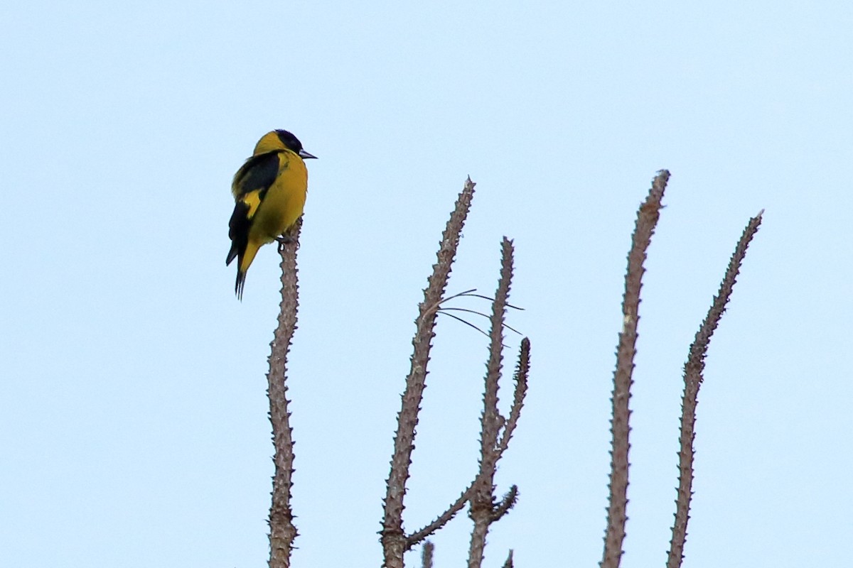 Black-headed Siskin - ML613886874