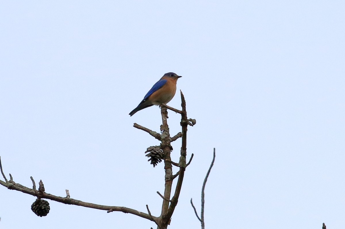 Eastern Bluebird - ML613886902