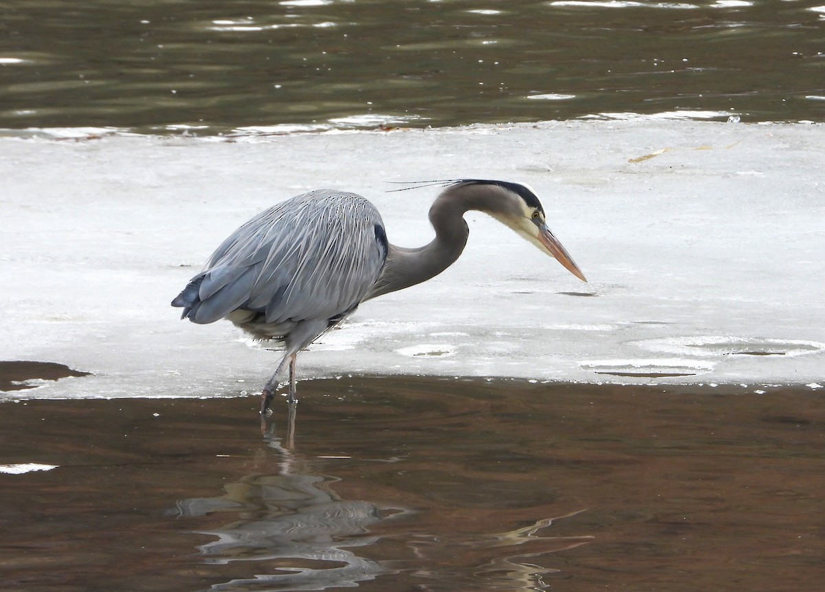 Great Blue Heron - ML613886929