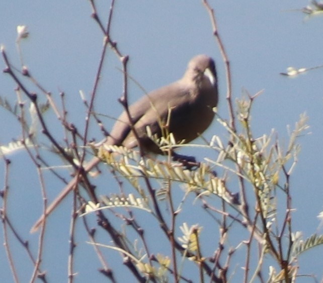 Crissal Thrasher - ML613886935