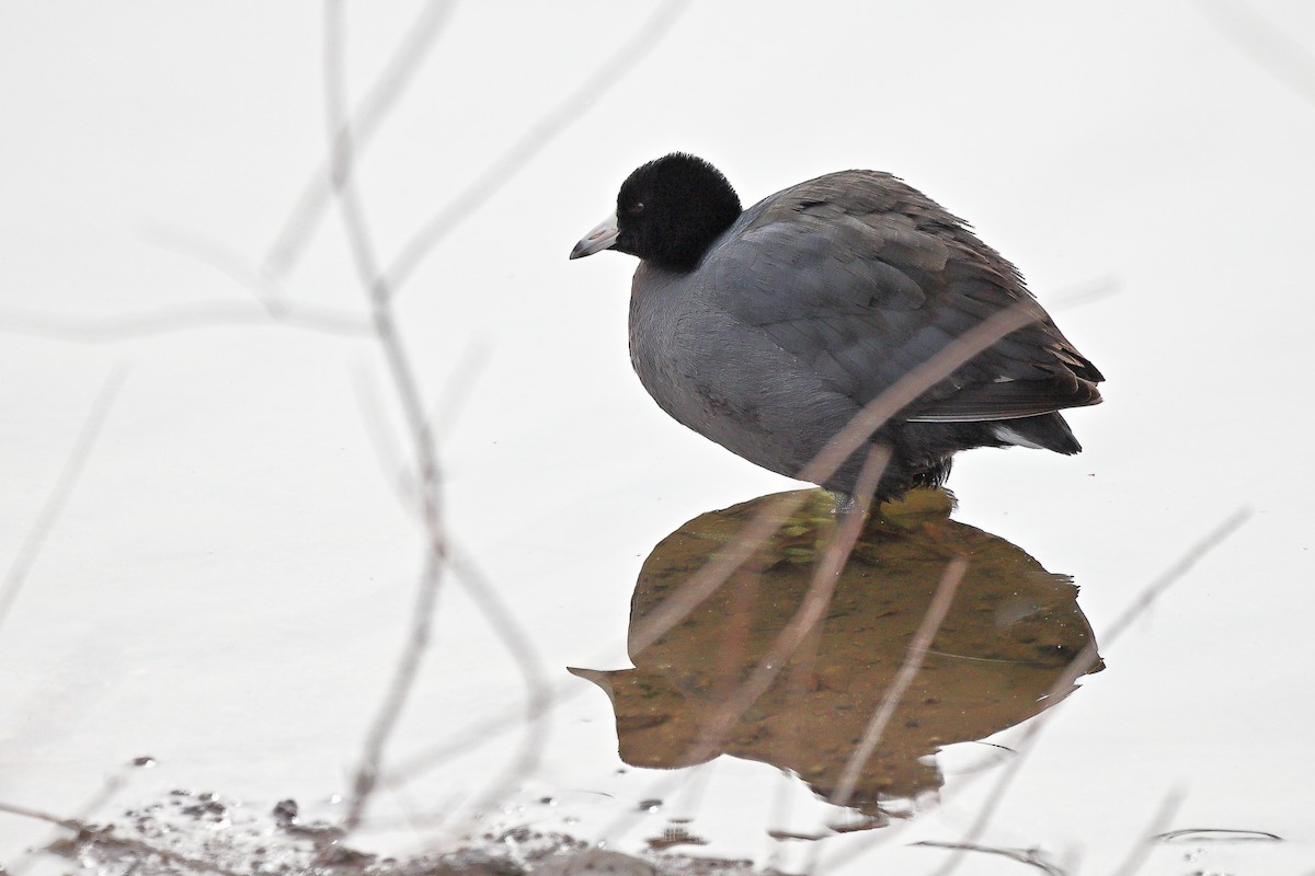 American Coot - ML613886953