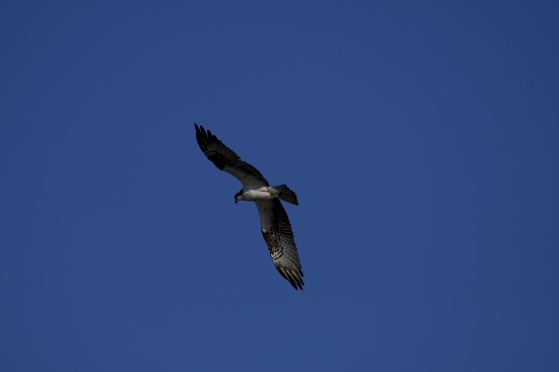 Загасч явлаг - ML613886984