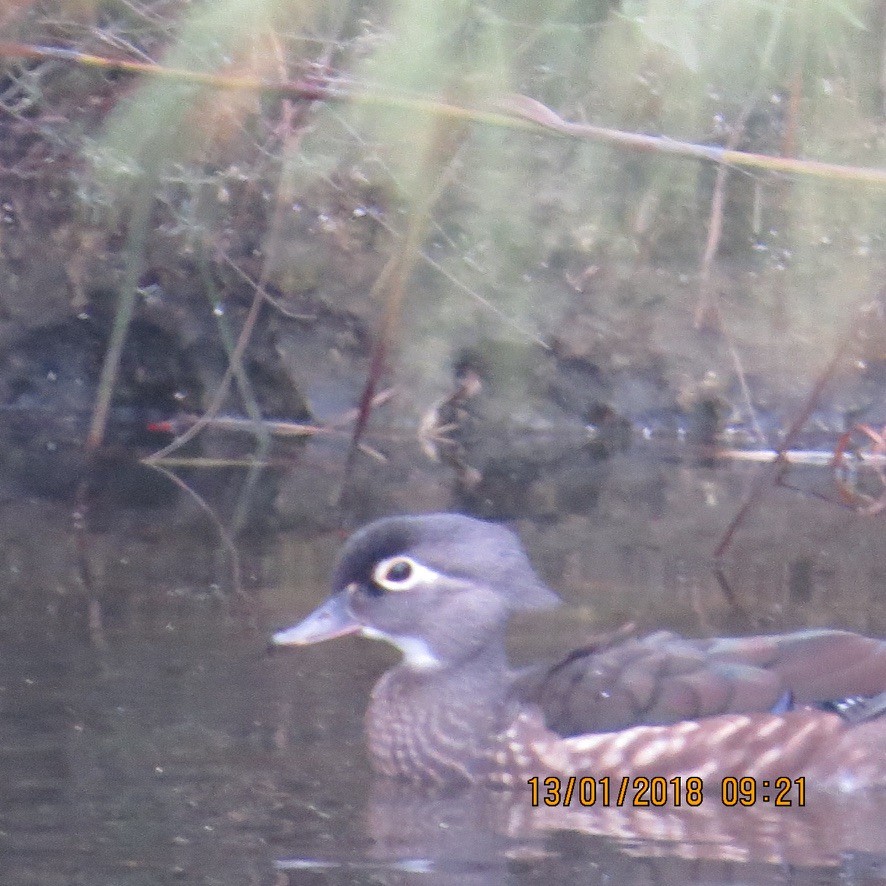 Canard branchu - ML613887005