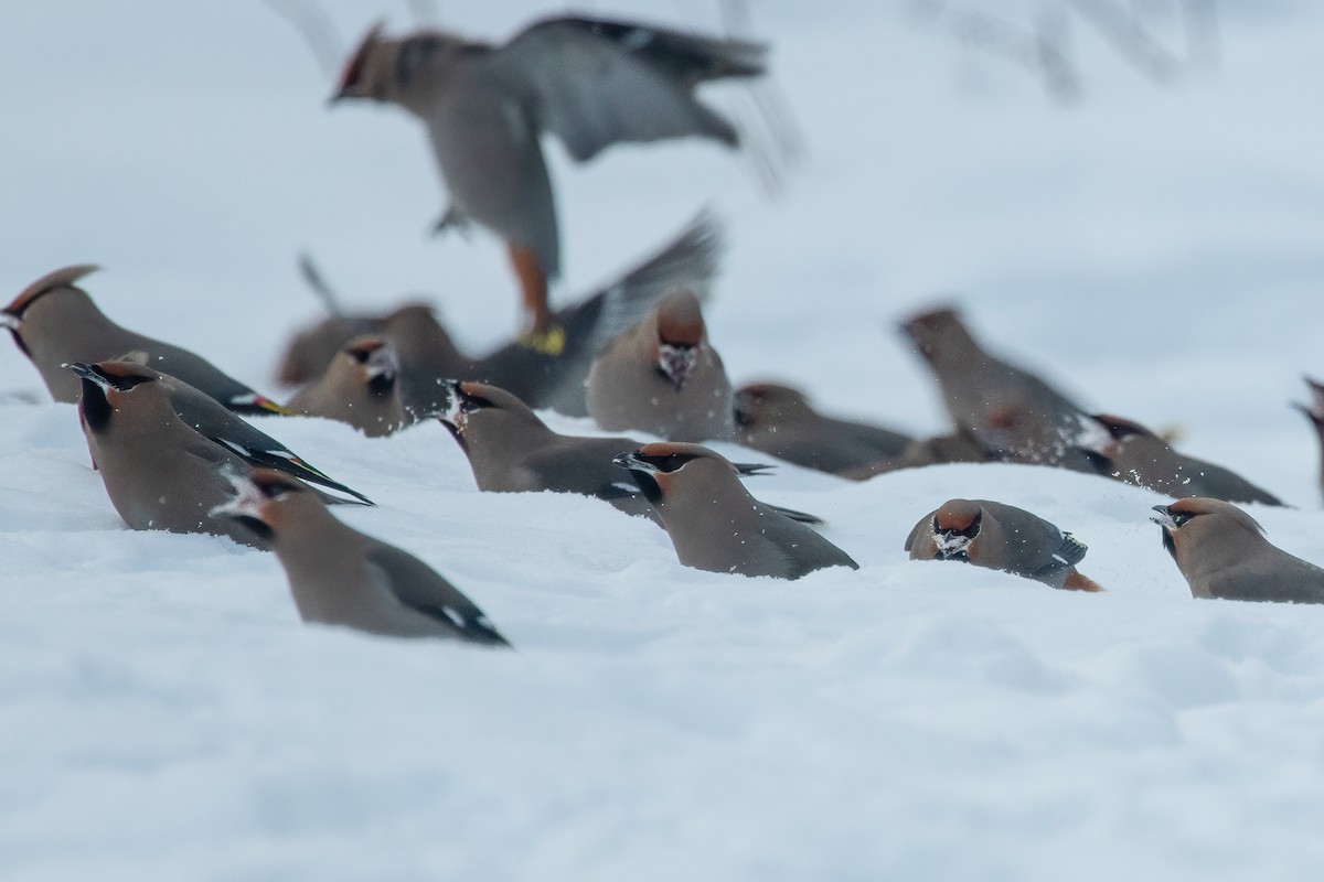 Bohemian Waxwing - ML613887016