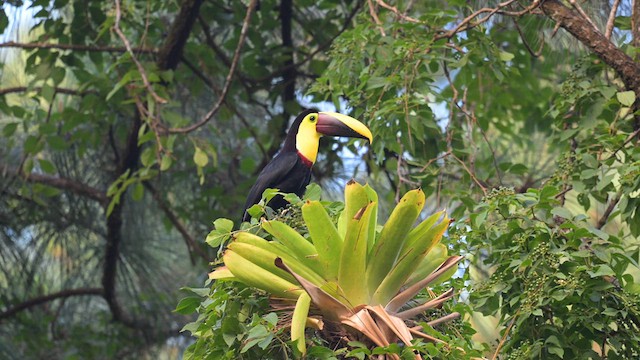 Yellow-throated Toucan - ML613887082