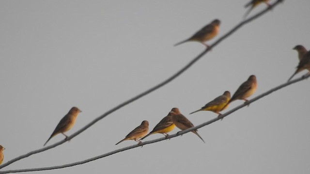 Red-headed Bunting - ML613887087