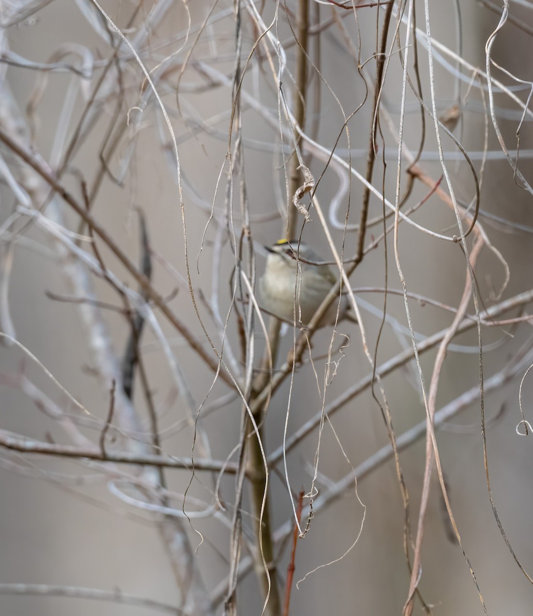 Golden-crowned Kinglet - Patricia Dortch