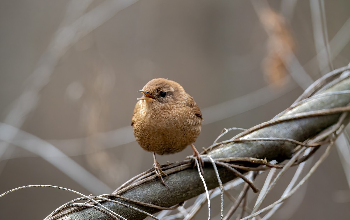 Troglodyte des forêts - ML613887129