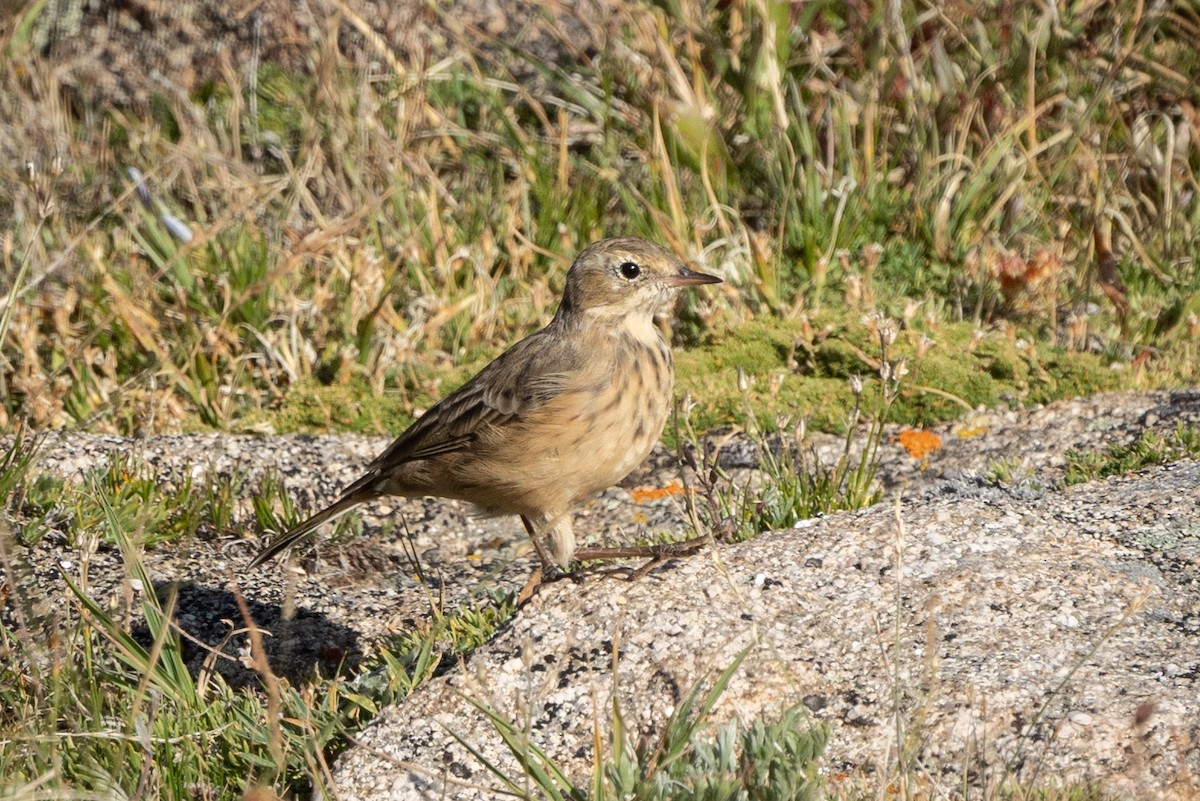 American Pipit - ML613887140