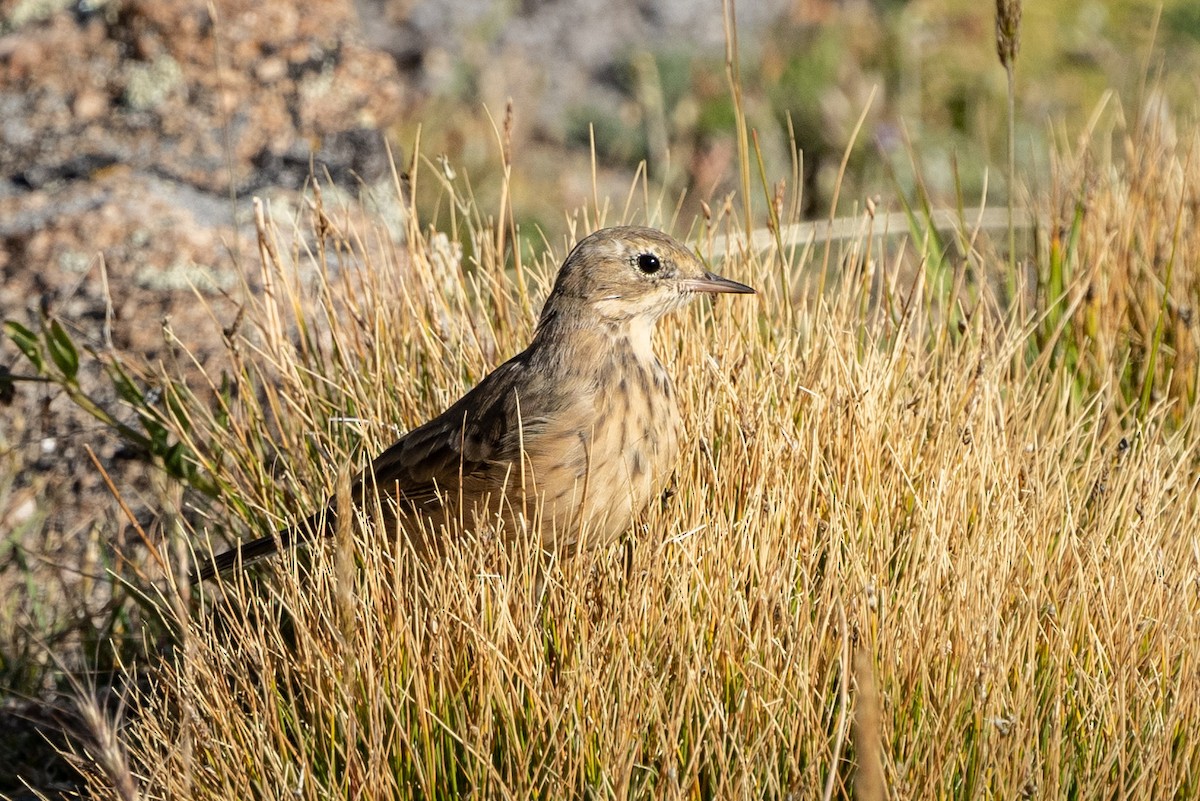 American Pipit - ML613887141