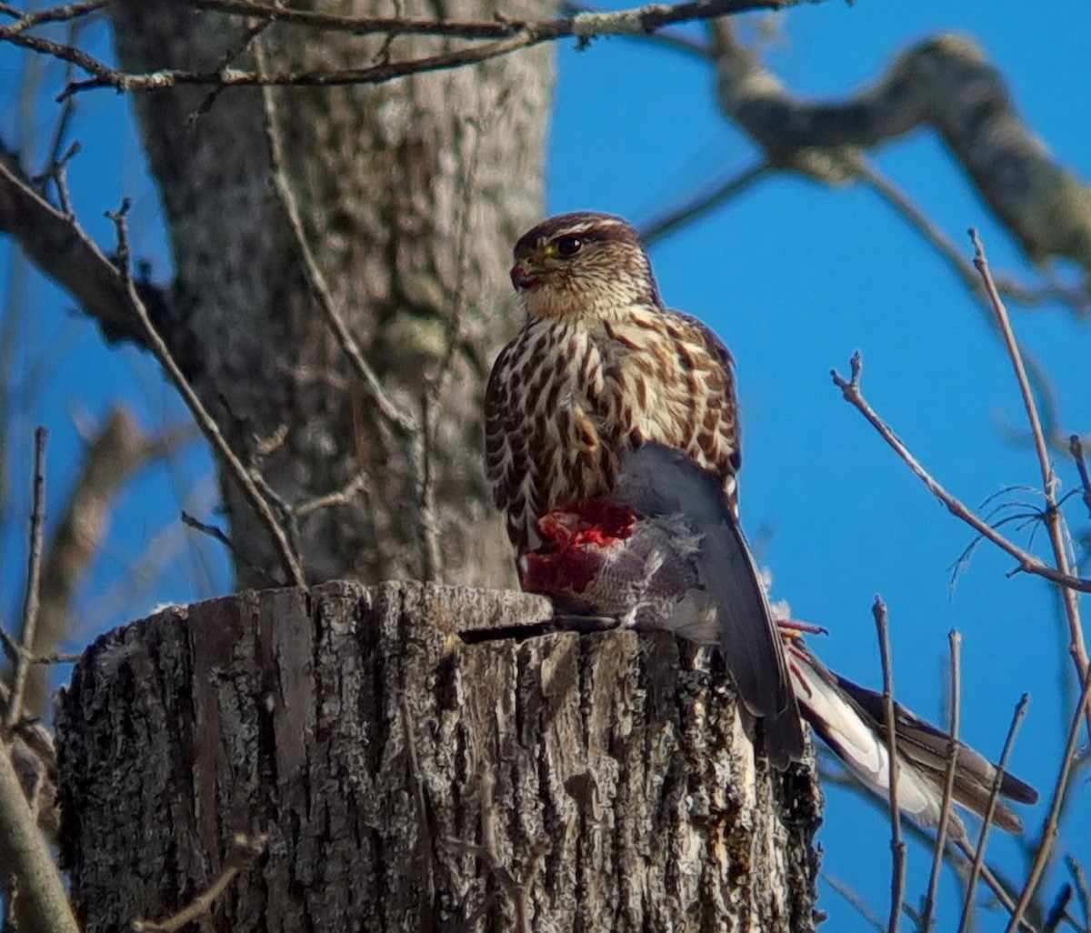 コチョウゲンボウ（columbarius） - ML613887197