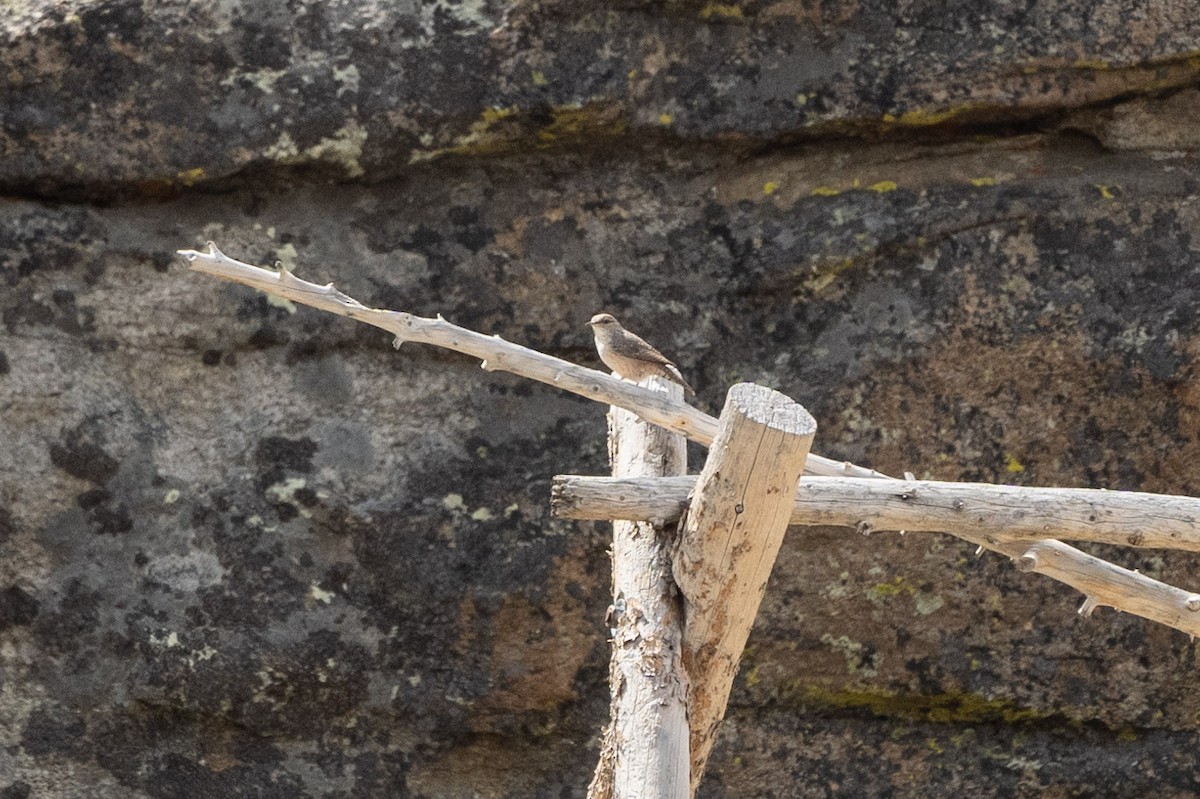 Rock Wren - Carole Rose