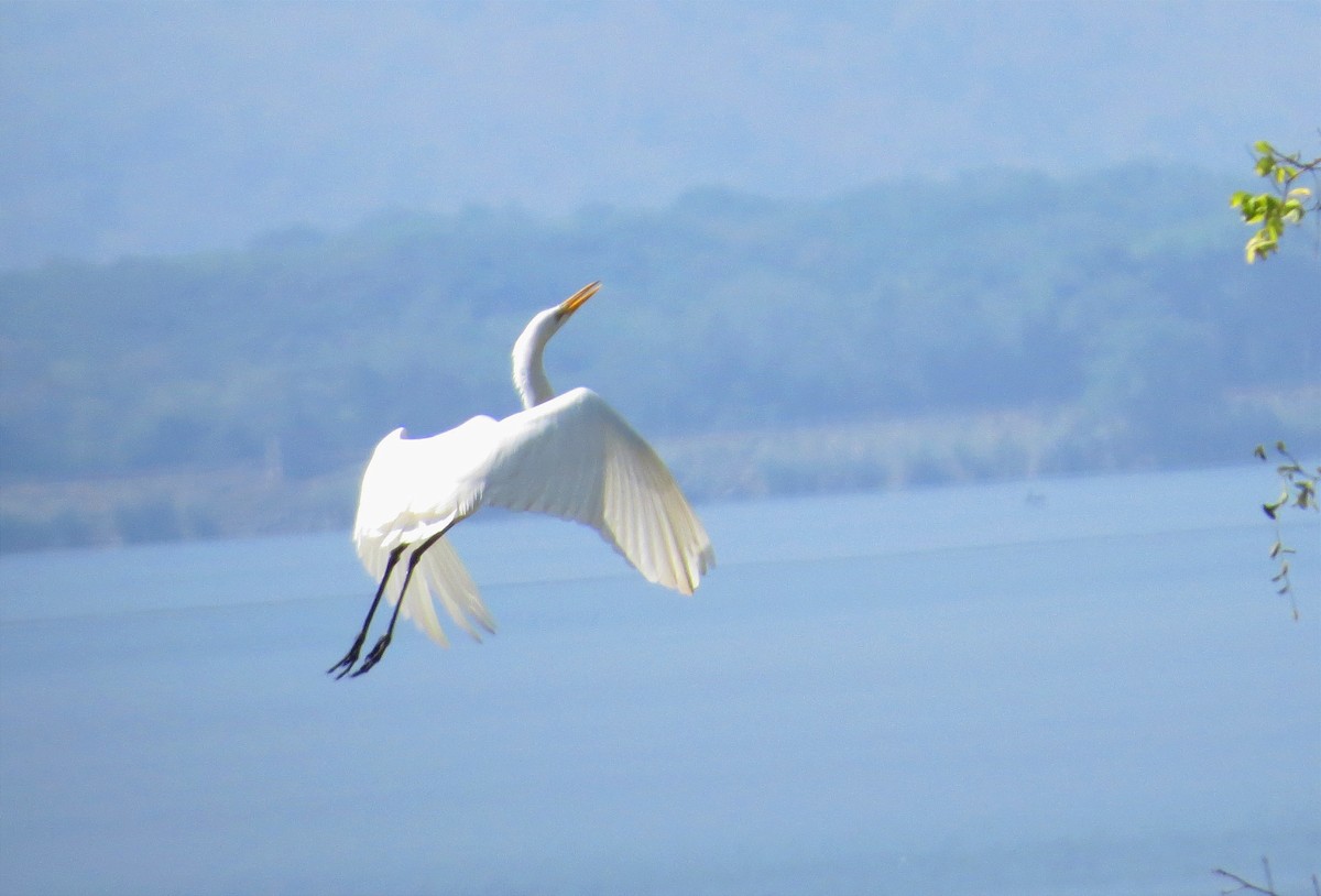 Great Egret - ML613887222