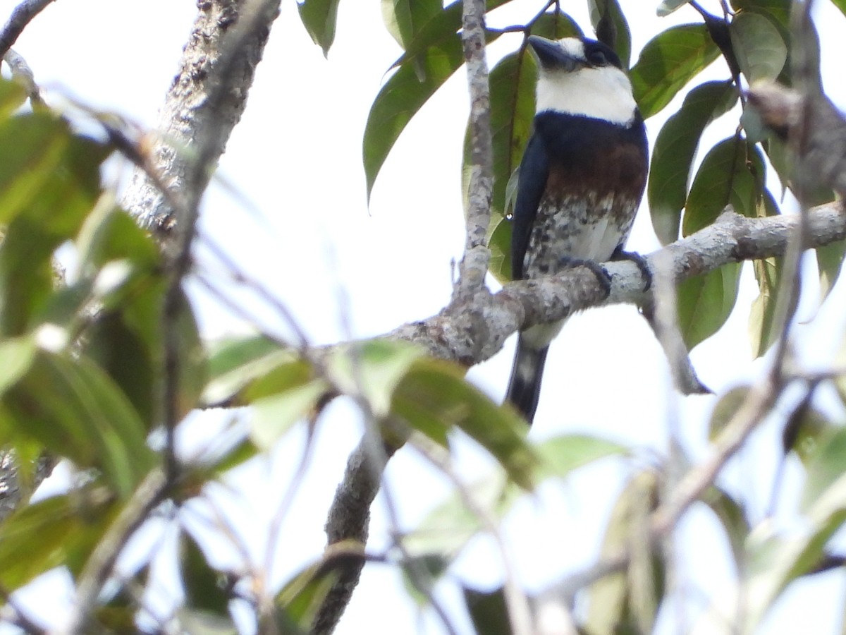 Brown-banded Puffbird - ML613887239