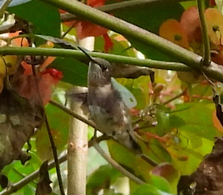 Ruby-throated Hummingbird - ML613887261