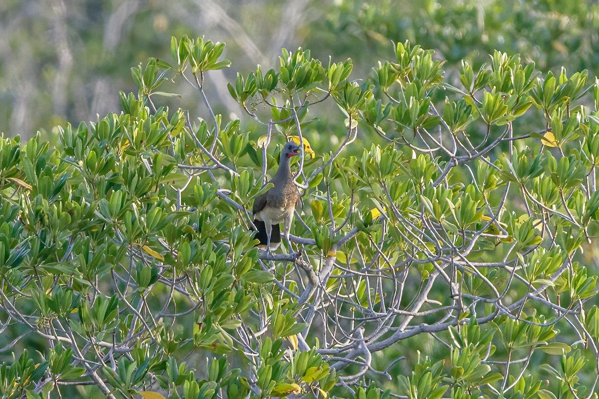 White-bellied Chachalaca - Sergio Romero