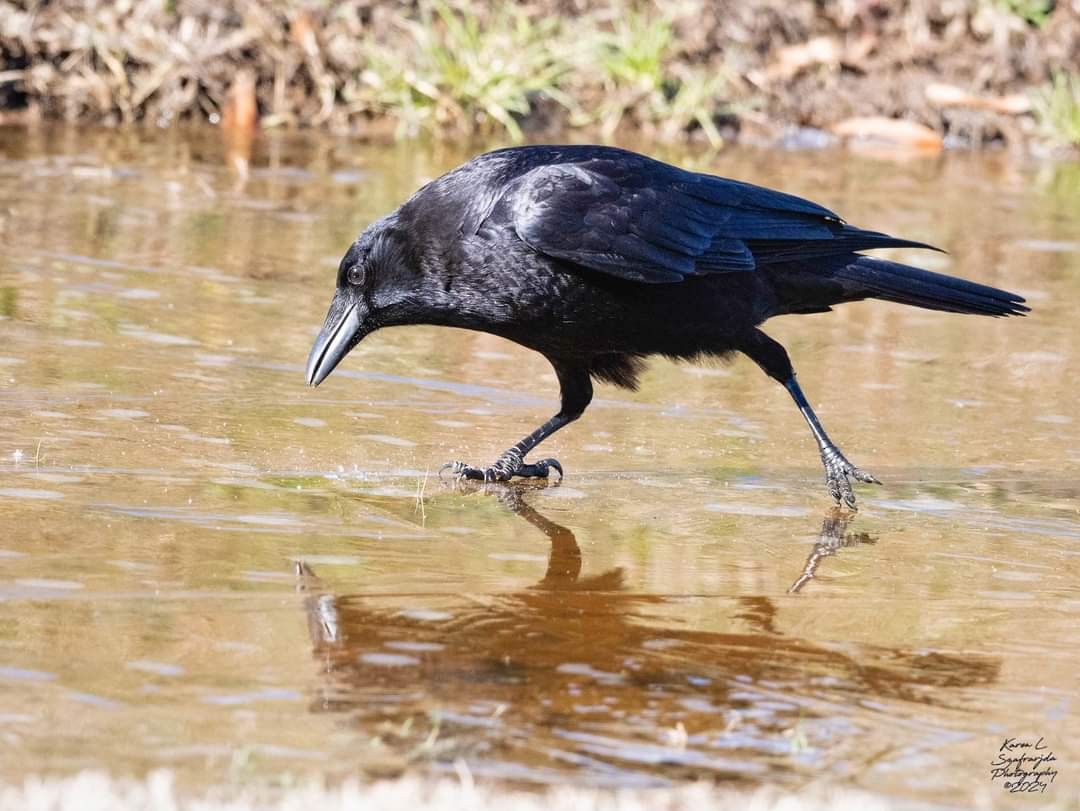 American Crow - ML613887317