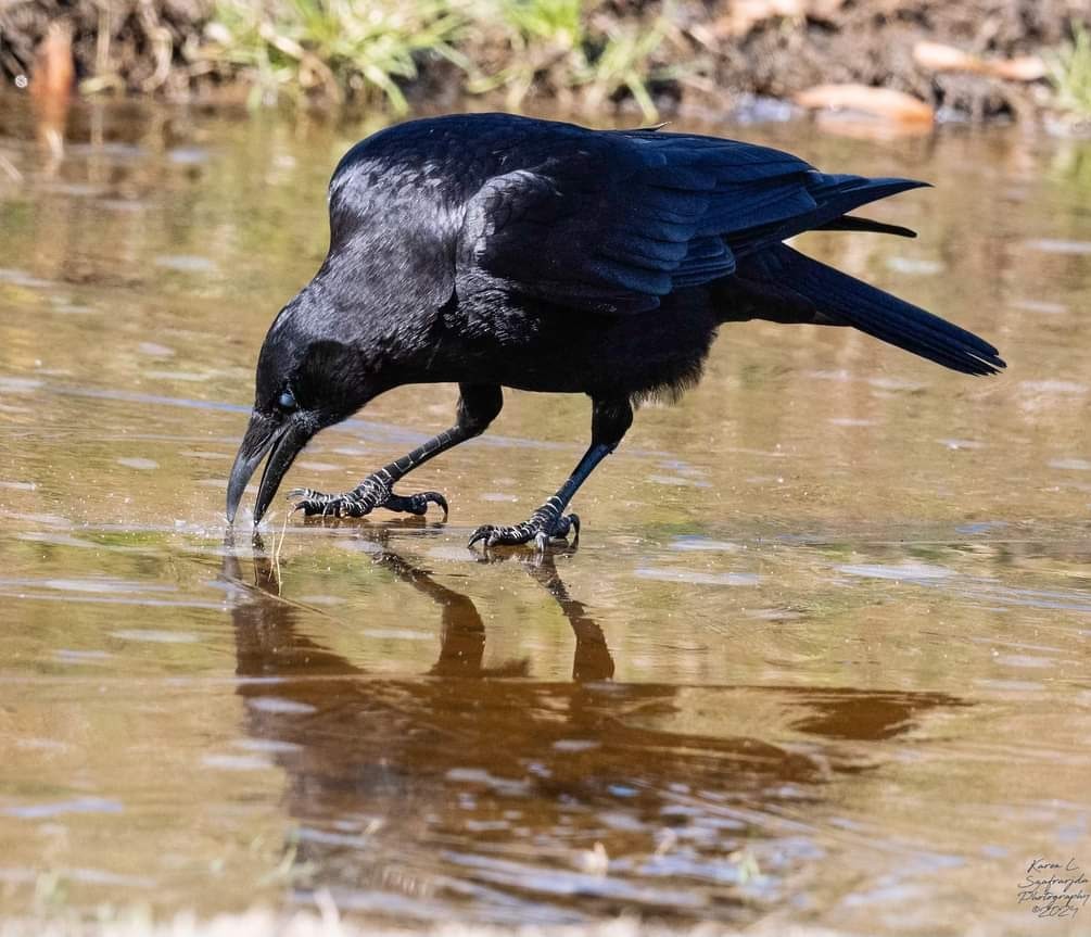 American Crow - ML613887318