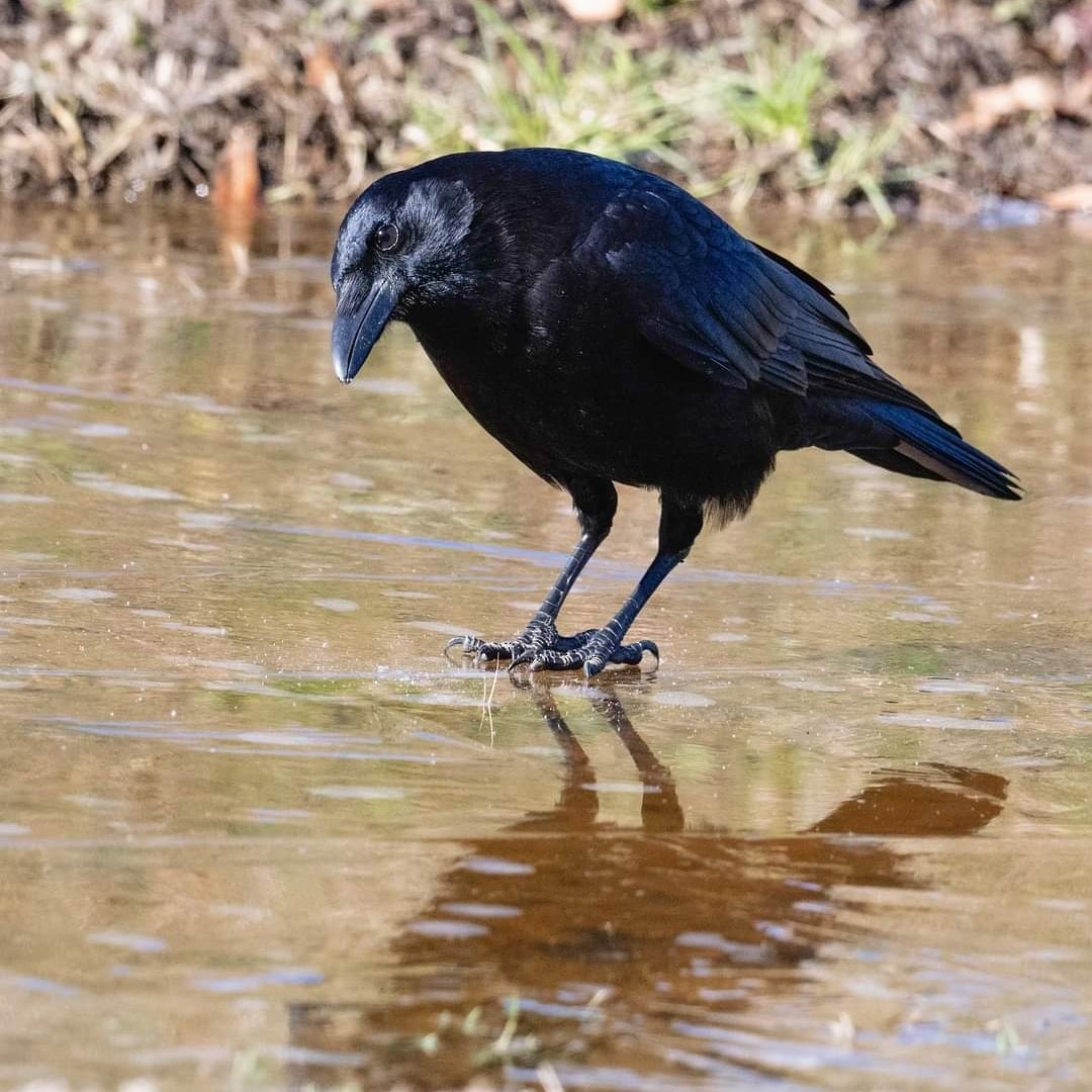 American Crow - ML613887319