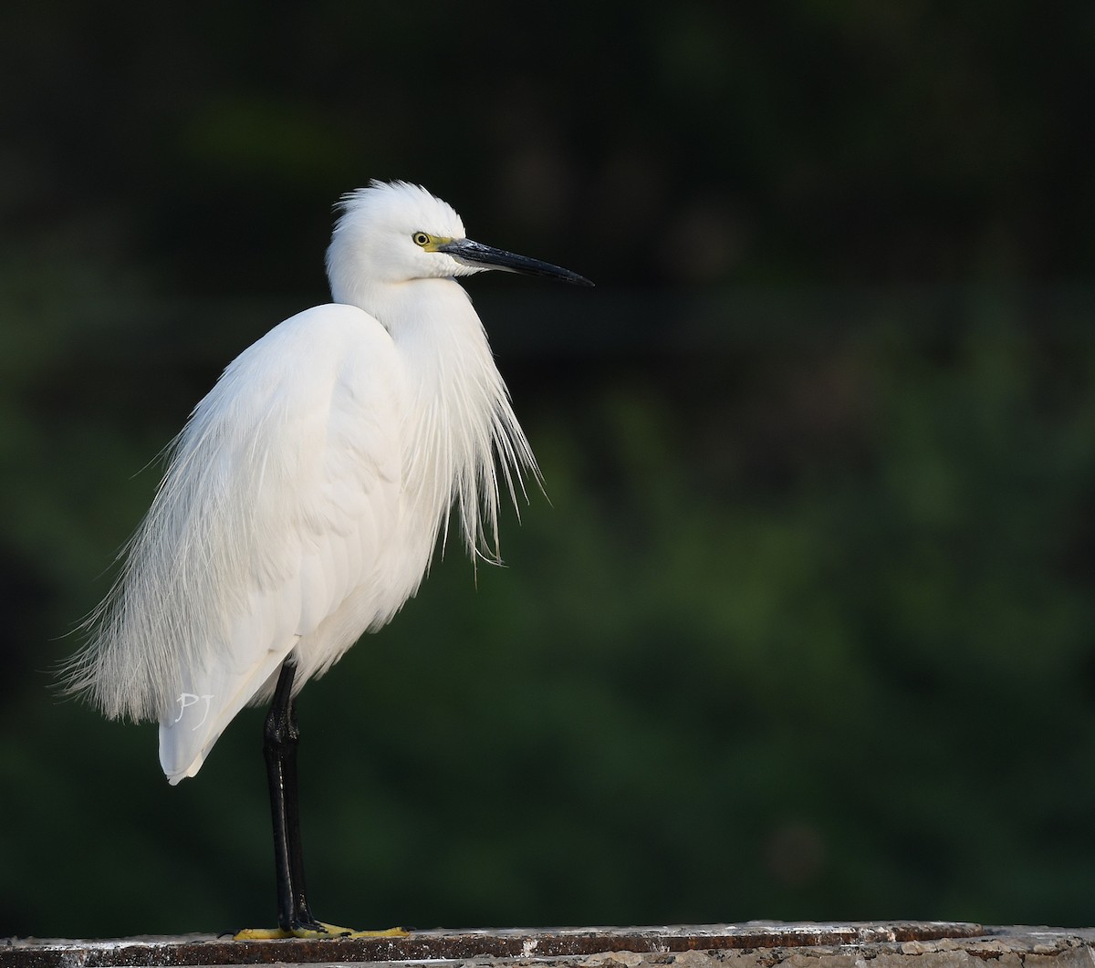 Little Egret - ML613887378