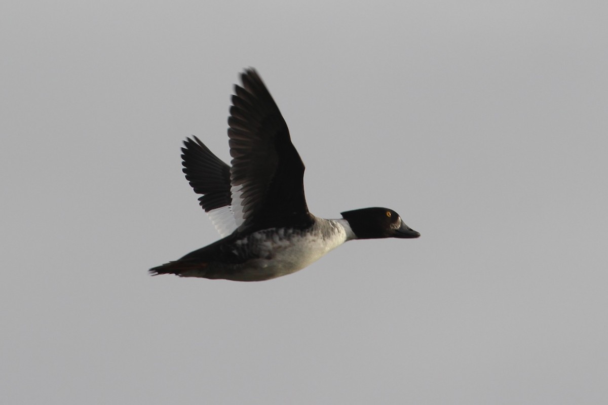 Barrow's Goldeneye - ML613887399