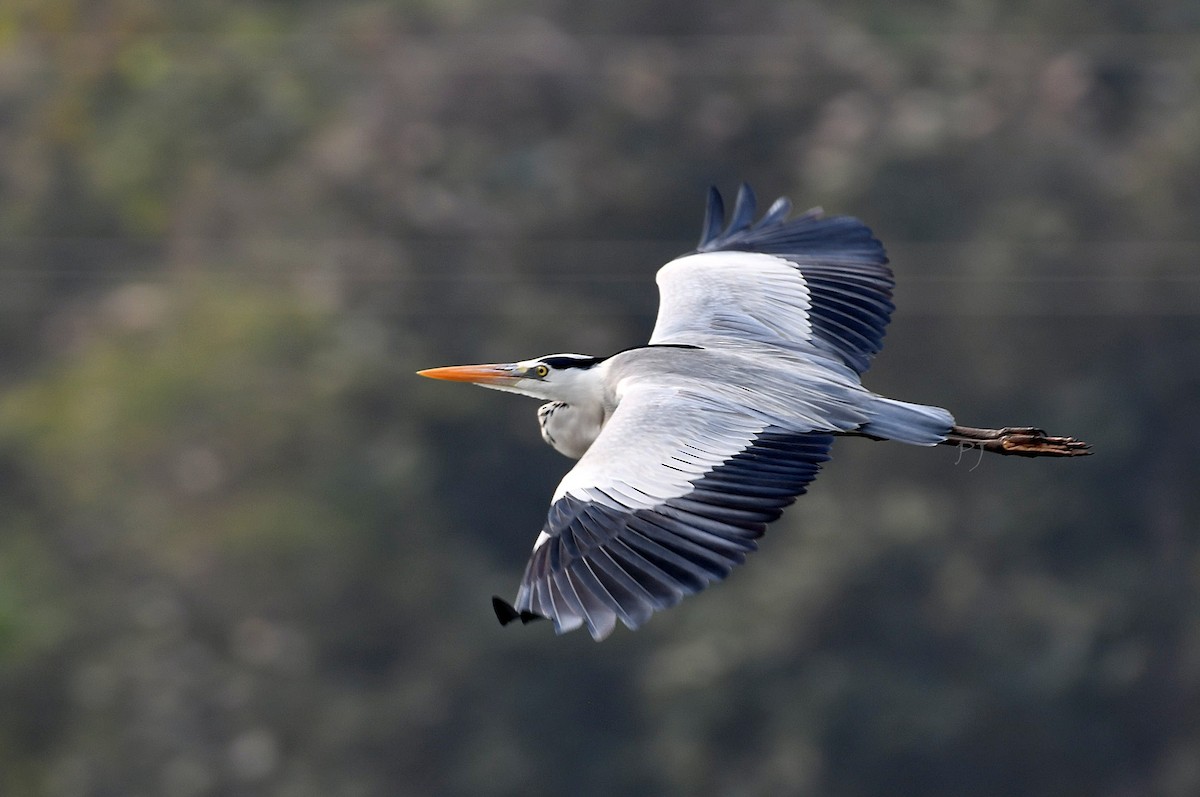 Gray Heron - ML613887402