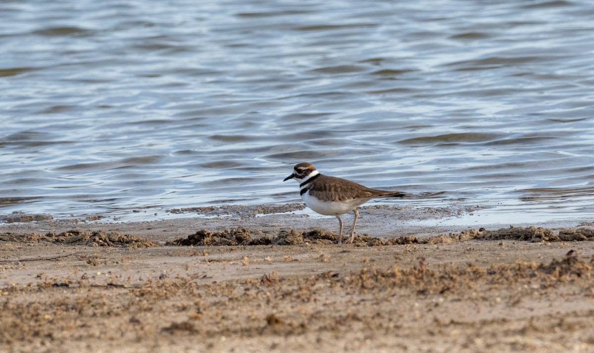 Killdeer - Patricia Dortch