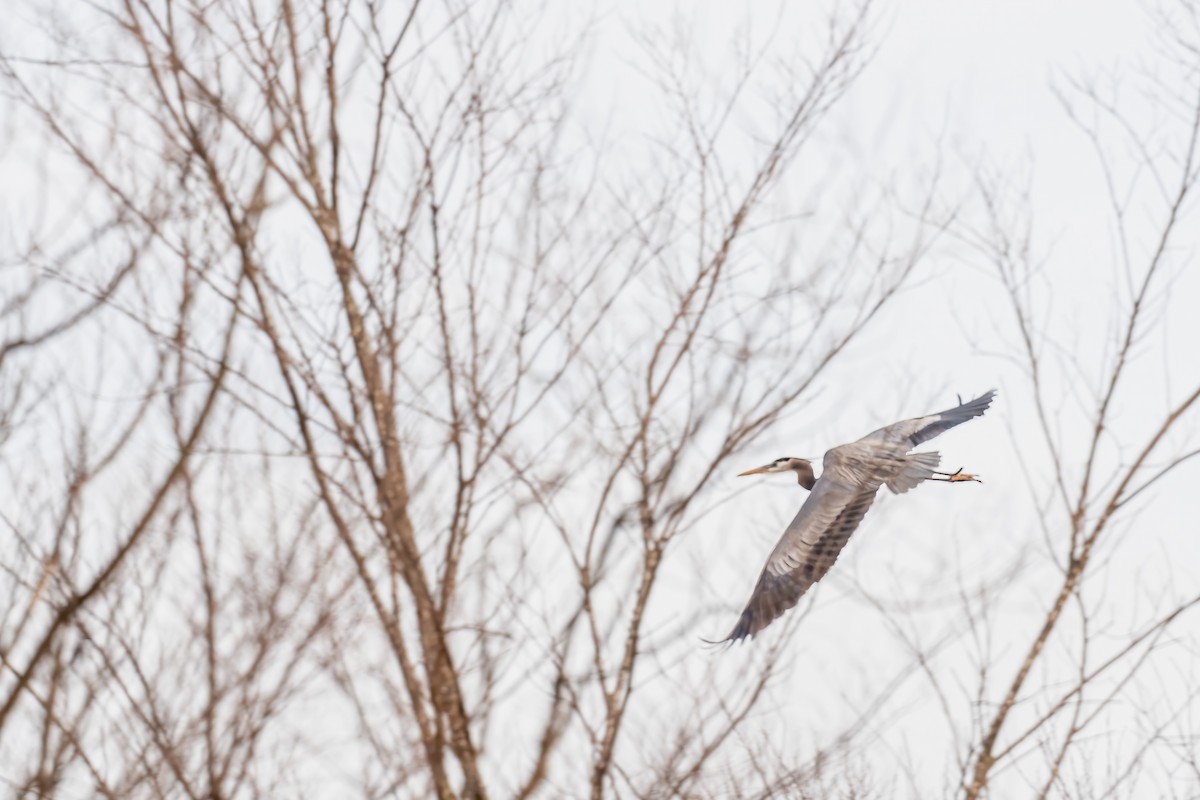 Great Blue Heron - Patricia Dortch