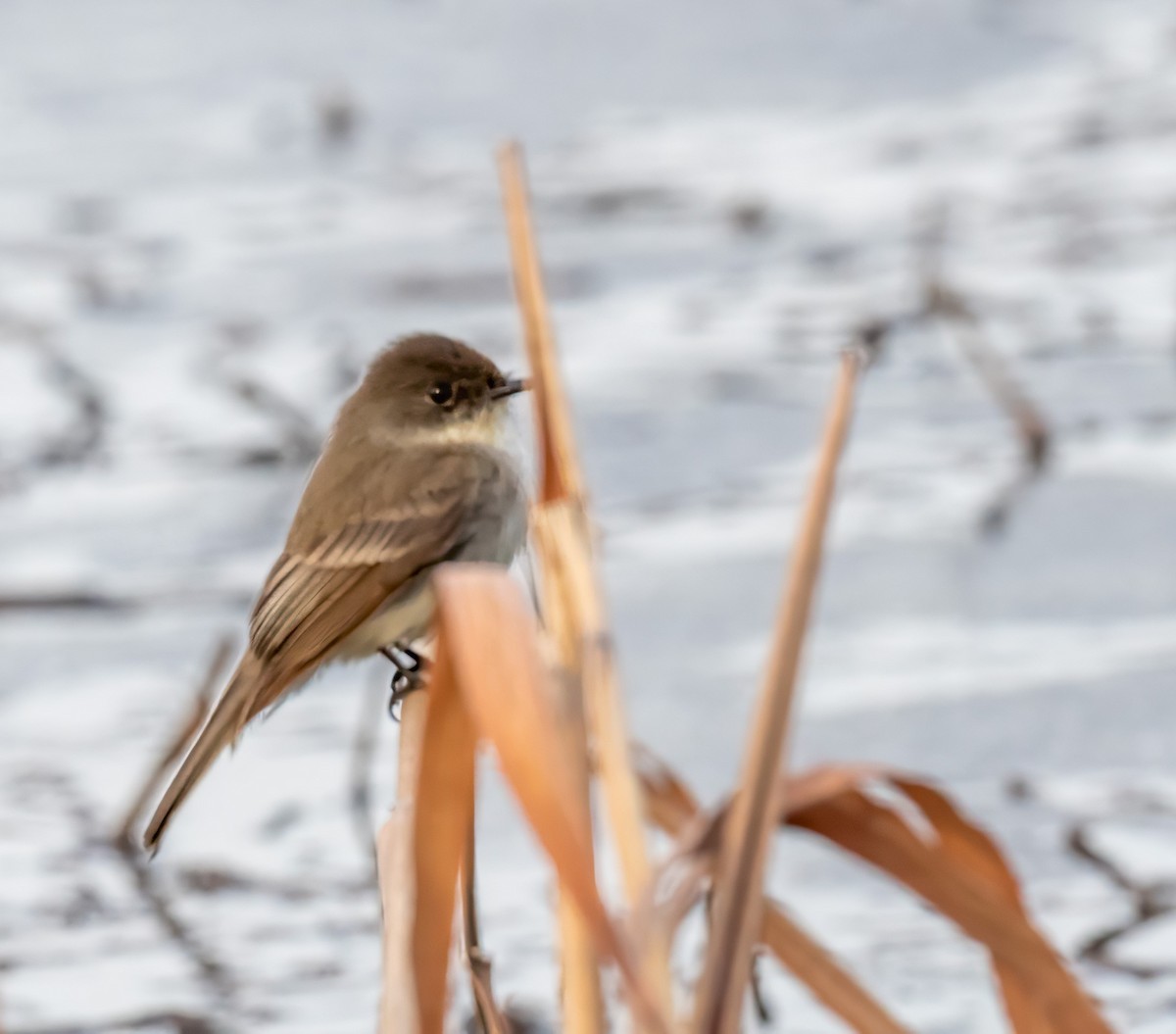 Eastern Phoebe - Patricia Dortch