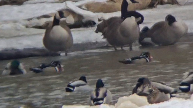 Wood Duck - ML613887508