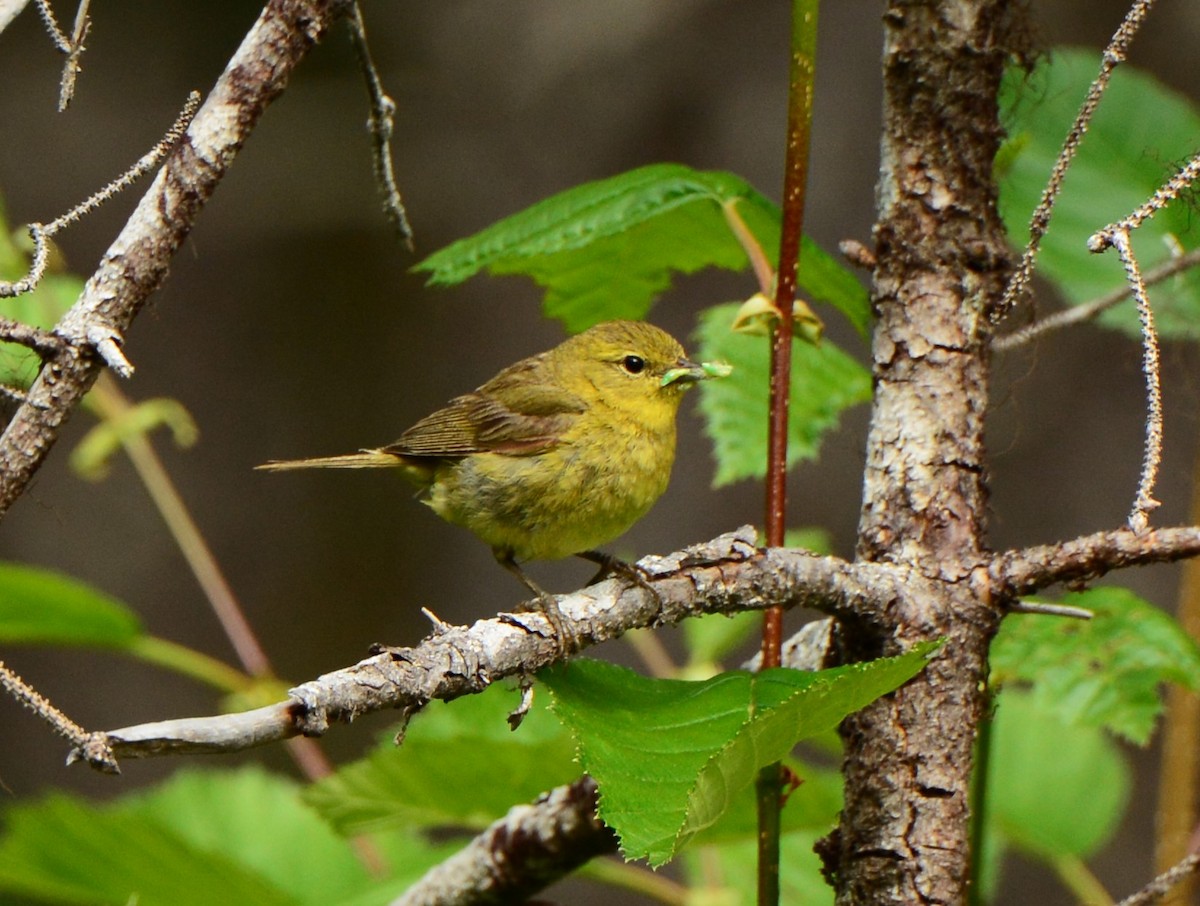 Orange-crowned Warbler - ML613887511