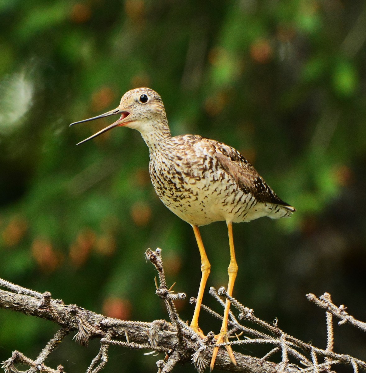 Greater Yellowlegs - ML613887517