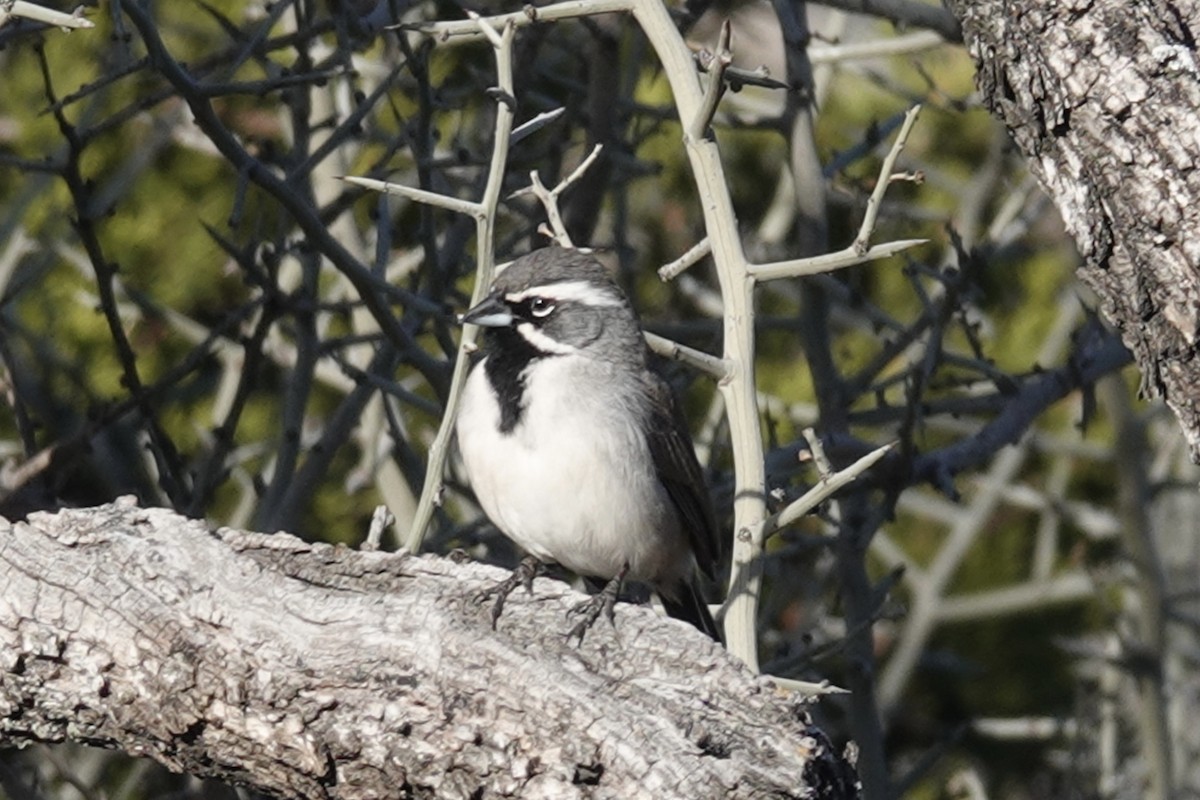 Black-throated Sparrow - ML613887632