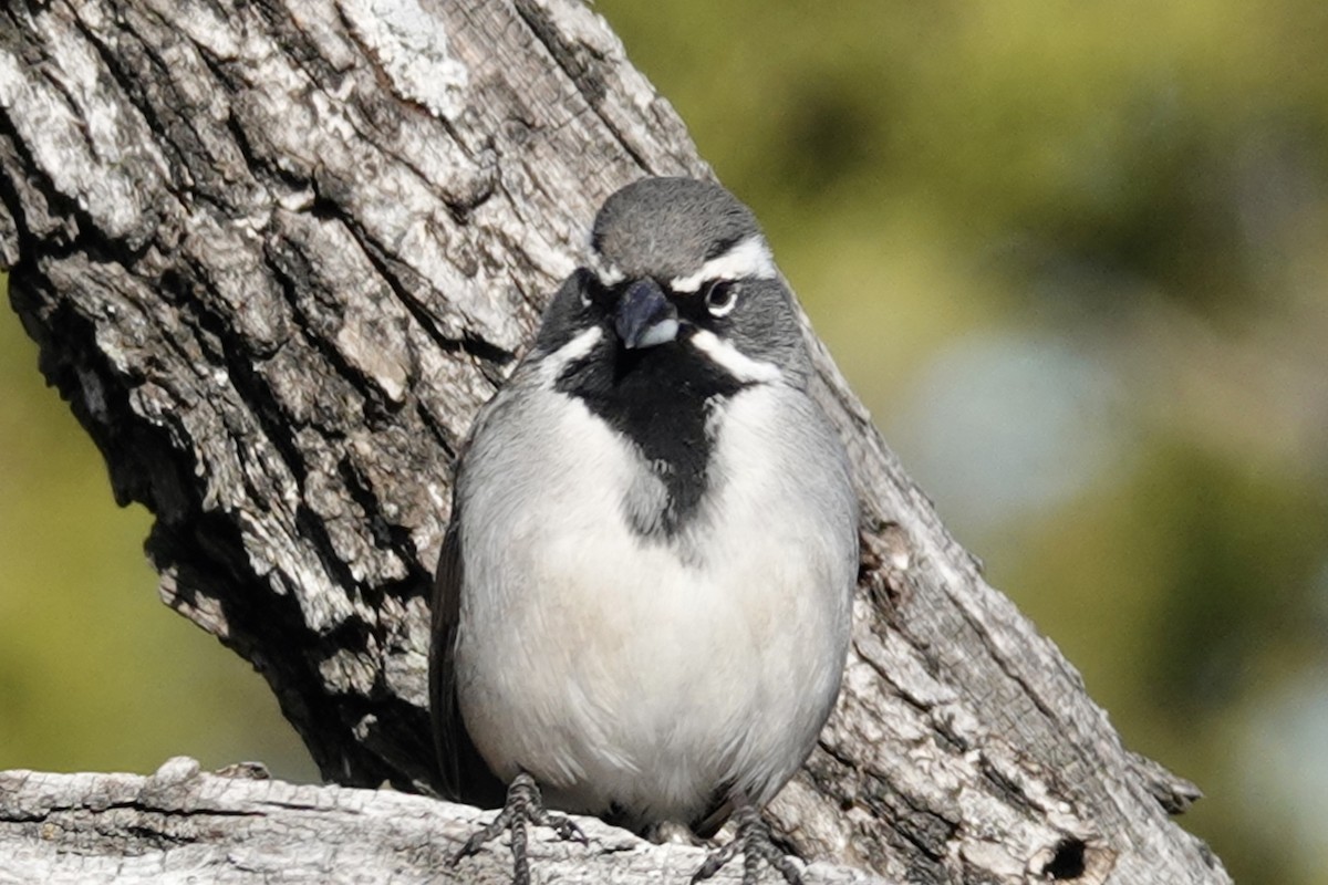 Black-throated Sparrow - ML613887633