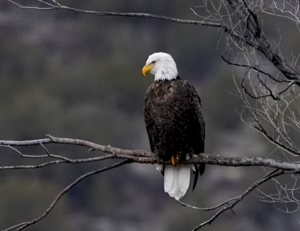 Bald Eagle - ML613887667